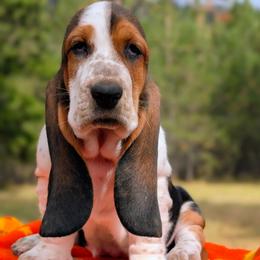 Willamina - Black brown and white female Basset Hound puppy in Polson, Montana from BeautyBea's Flathead Lake Bassets