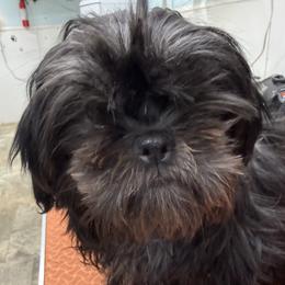 Girl 1 - Liver and white female Shih Tzu puppy in Marshfield, Missouri from Hillside Loop Kennel LLC