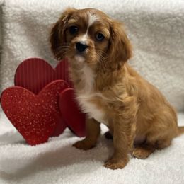 Chester - Ruby Cavalier King Charles Spaniel puppy in Texarkana, Arkansas from Miller's Cavaliers