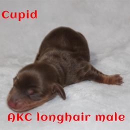 Cupid - Chocolate and tan male Dachshund puppy in Paris, Texas from Kuttin’ Up Mini Aussies