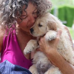 Golden Retriever Puppies from Golden Hour Golden Retrievers