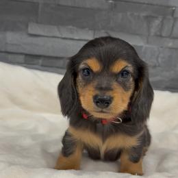 Bluey - Gray (blue) and tan male Dachshund puppy in Goodyear, Arizona from AZ Royal Doxies llc
