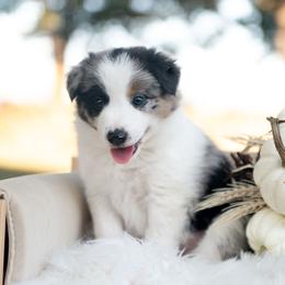 Suede - Blue merle male Border Collie puppy in Conway, Missouri from 2J 2K Border Collies | Maremma Sheepdogs
