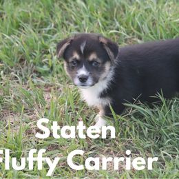 Staten - Black and tan male American Corgi puppy in Stilwell, Oklahoma from Barton Farms Corgis