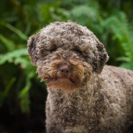 Tuva - Lagotto Romagnolo