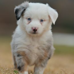 Duck - Blue merle male Toy Australian Shepherd puppy in Hartman, Arkansas from Southern Edition Aussies