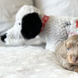 Dachshund Puppies from Silver Dach Farms