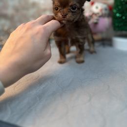 Chihuahua Puppies from Fiddlefigg Chihuahuas
