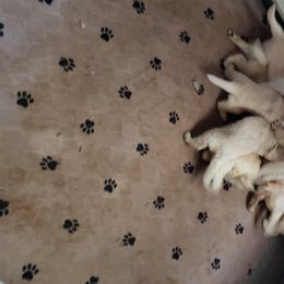 Goldendoodle Puppies from Toneytails Doodles