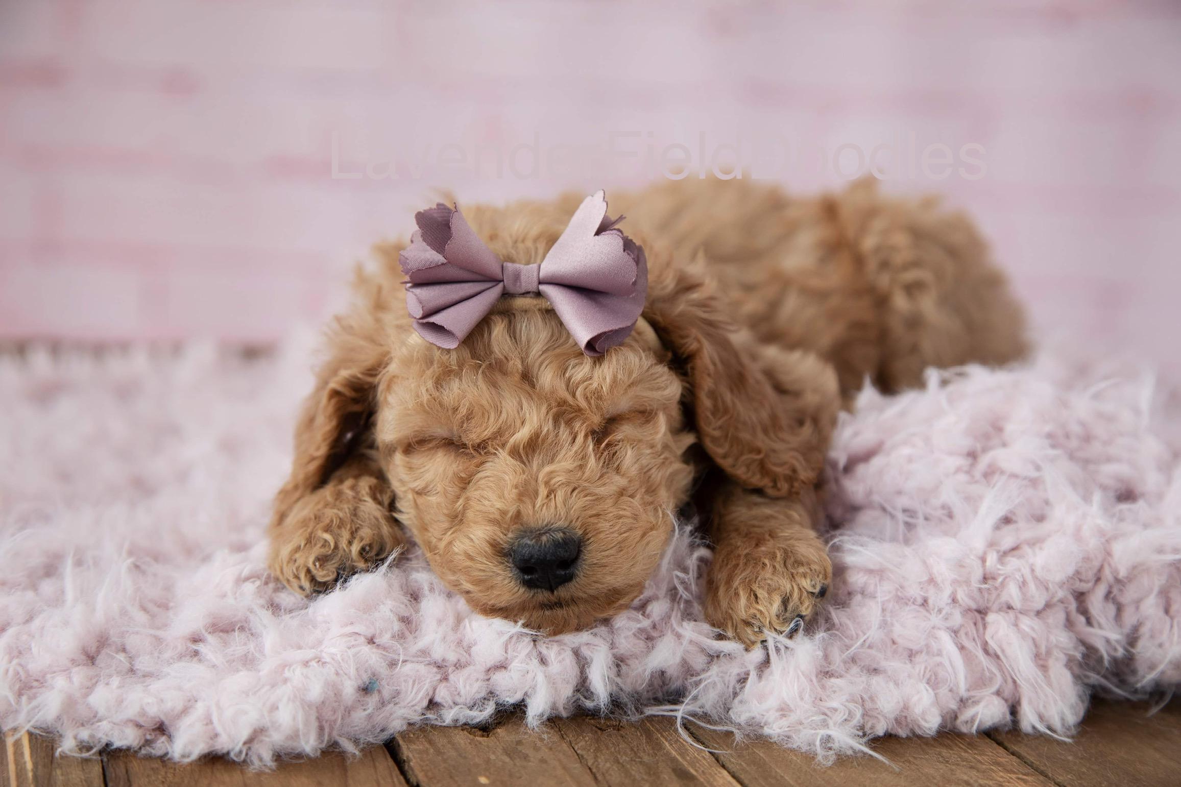 Lavender Field Doodles in Ohio Goldendoodle puppies Good Dog