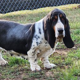 Olive - Basset Hound