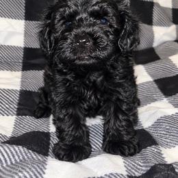 Buckwheat 1500 - Black male Yorkipoo puppy in Gastonia, North Carolina from Banks Dynasty Kennel