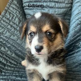 Pretty Precious Darling - Black and tan female Pembroke Welsh Corgi puppy in Blaine, Tennessee from Rose Brier Pembroke Welsh Corgis