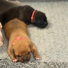 Pink Collar Female - Red female American Pit Bull Terrier puppy in Pensacola, Florida from Alpha Alliance Kennels