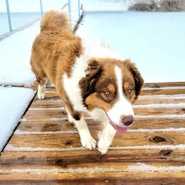 Roxy - Border Collie