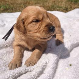 Huckleberry- Purple collar (3rd pick male) - Dark golden male Golden Retriever puppy in Tenino, Washington from Oak River Goldens'