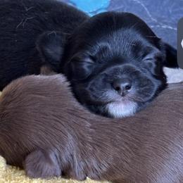 Boy 1 - Black male Chihuahua puppy in Woodbridge, Virginia from Chi Angels