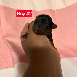 Boy 2 - Black and tan male Yorkshire Terrier puppy in Mobile, Alabama from Southern Elite Yorkies