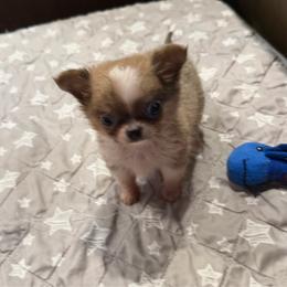 Fredrick ( charting 3-4 pounds) - Chocolate blue male Chihuahua puppy in East Syracuse, New York from Blissful’s Chihuahuas