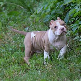 Girl 2 - Lilac female American Bully puppy in Baltimore, Maryland from Weight In Gold Kennels
