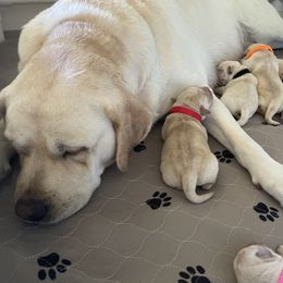 Labrador Retriever Puppies from Southern Sunshine Labradors