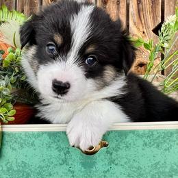 Bashful - Black and tan male American Corgi puppy in Tome, New Mexico from Blue Diamond Welsh corgis