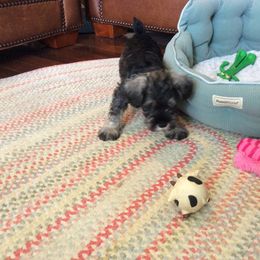 Goldendoodle and Miniature Schnauzer Puppies from Very Special Mini Schnauzers and Goldendoodles