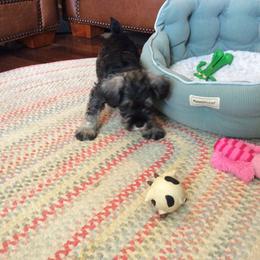 Goldendoodle and Miniature Schnauzer Puppies from Very Special Mini Schnauzers and Goldendoodles