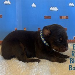 Bowser - Red and rust male Doberman Pinscher puppy in Ohio from The Dober Den