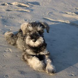 Miniature Schnauzer Puppies from MoonShadows Miniature Schnauzers
