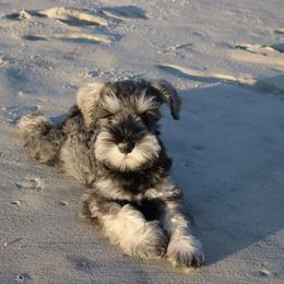 Miniature Schnauzer Puppies from MoonShadows Miniature Schnauzers