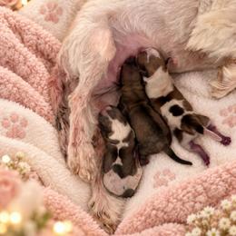Mo - Black and gold female Morkie puppy in Jamestown, North Carolina from North Carolina Maltese, Yorkies & Morkies(previously California Maltese, Yorkies & Morkies)