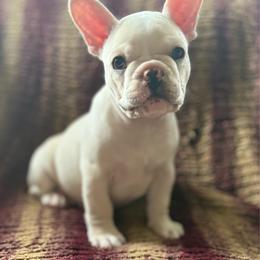 Porky - Cream male French Bulldog puppy in Greeley, Colorado from Mandy Moon French Bulldogs