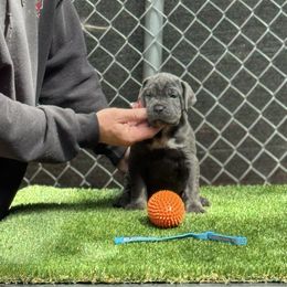 Aries - Gray brindle male Cane Corso puppy in Pollock Pines, California from Capitol City Cane Corso