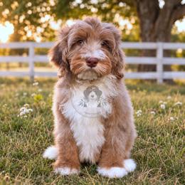 Luca - Tri-color male Bernedoodle puppy in Greenville, Texas from Doodles of Promise