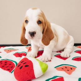 Xavier - Red and white male Basset Hound puppy in Denison, Texas from Emma Lou's Baby Bassets