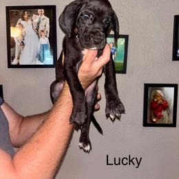 Lucky - Black female Great Dane puppy in Ash Grove, Missouri from Dashing Danes