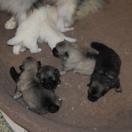 Girl 2 - Black and silver female Keeshond puppy in Fayetteville, Tennessee from Erbekees-Keeshonden