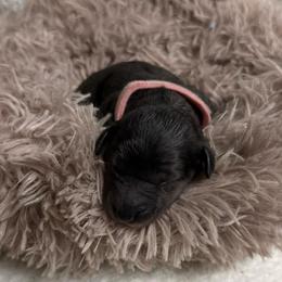 Onyx - Blue merle female Aussiedoodle puppy in Kensington, Ohio from Hickory Hideaway Doodles