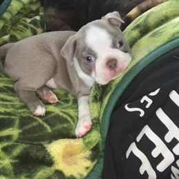 Boston Terrier Puppies from Heather's Boston Babies