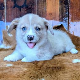 Almanzo Wilder - Fawn merle male American Corgi puppy in Paden, Oklahoma from Sunray Ranch