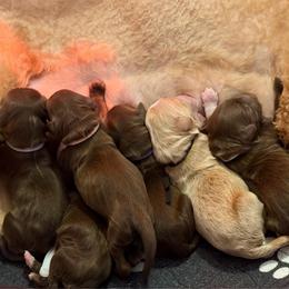 Blue Collar - Chocolate female Goldendoodle puppy in Blanchard, Oklahoma from Dream Doodles by Dondi