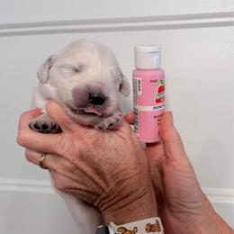 Girl 1 Pink - Light golden female Golden Retriever puppy in Mc Minnville, Tennessee from Wishaw Whisky Golden Retrievers