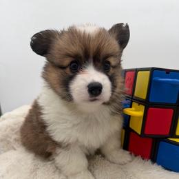 Mary - Sable female Pembroke Welsh Corgi puppy in Minooka, Illinois from Lucky J Corgis
