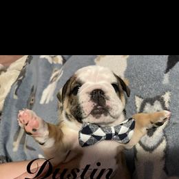 Bulldog Puppies from Davis Bullies
