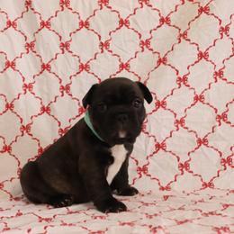 Sophie - Brindle female French Bulldog puppy in Manchester, Michigan from Small Town Frenchies