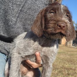 Boy 1 - Brown and gray male Wirehaired Pointing Griffon puppy in Emmett, Idaho from Idaho Wirehaired Pointing Griffons