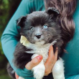 Hula - Black and white female Pomsky puppy in Cleveland, Ohio from Lake Point Pomskies