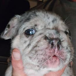 Boy 1 - Black and white male French Bulldog puppy in High Ridge, Missouri from St Louis Frenchies