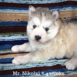 Pomsky Puppies from Dakota Pomskies